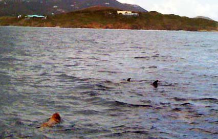 Dolphins in st croix diving
